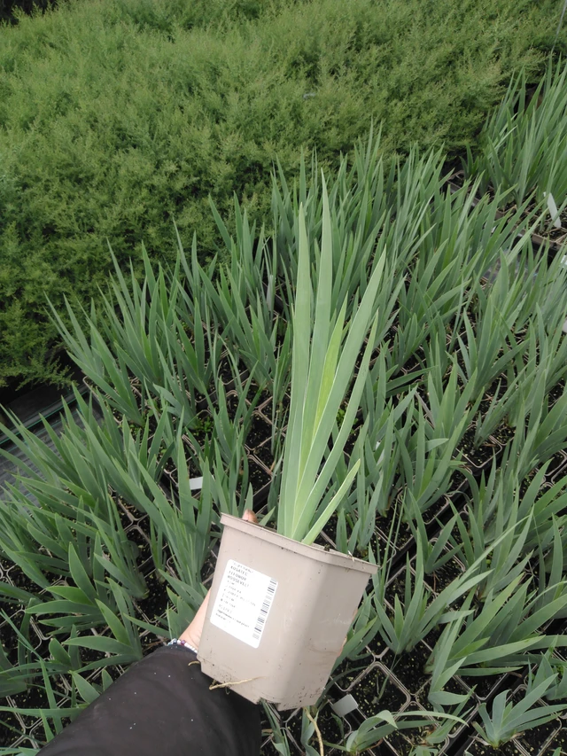 Kurjenmiekka Eleonor Roosevelt - 2024