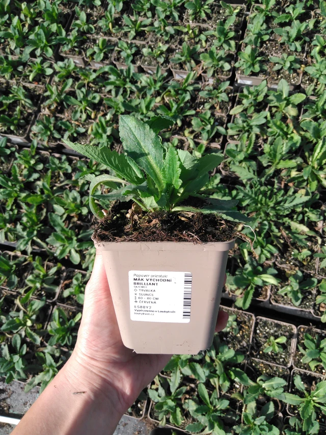 Idänunikko Brilliant - 2024