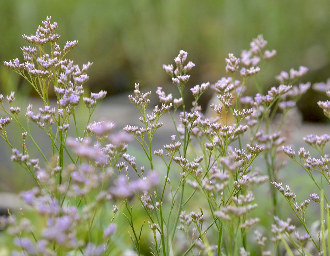 Estatice Robert Butler, Loukykvět