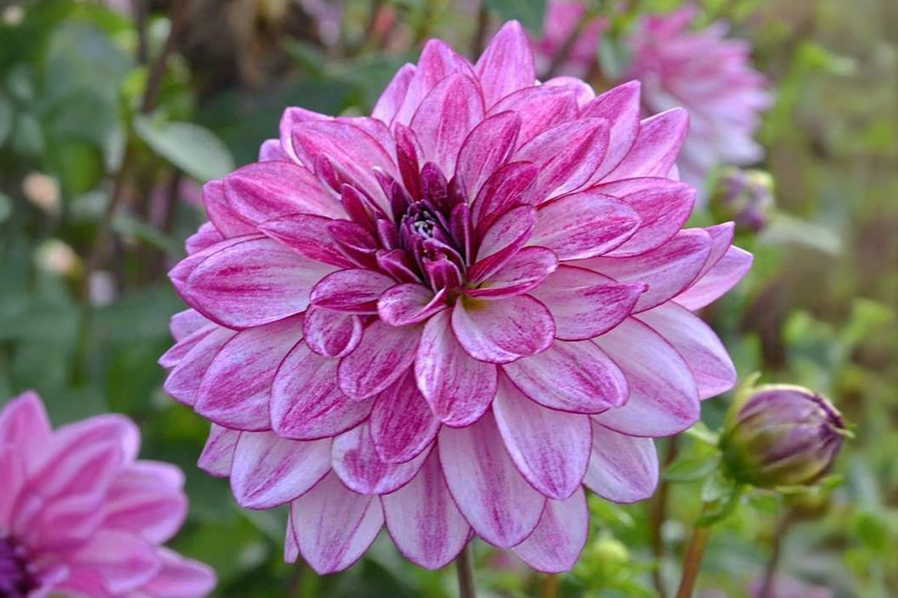 Dahlia Seduction, Loukykvět