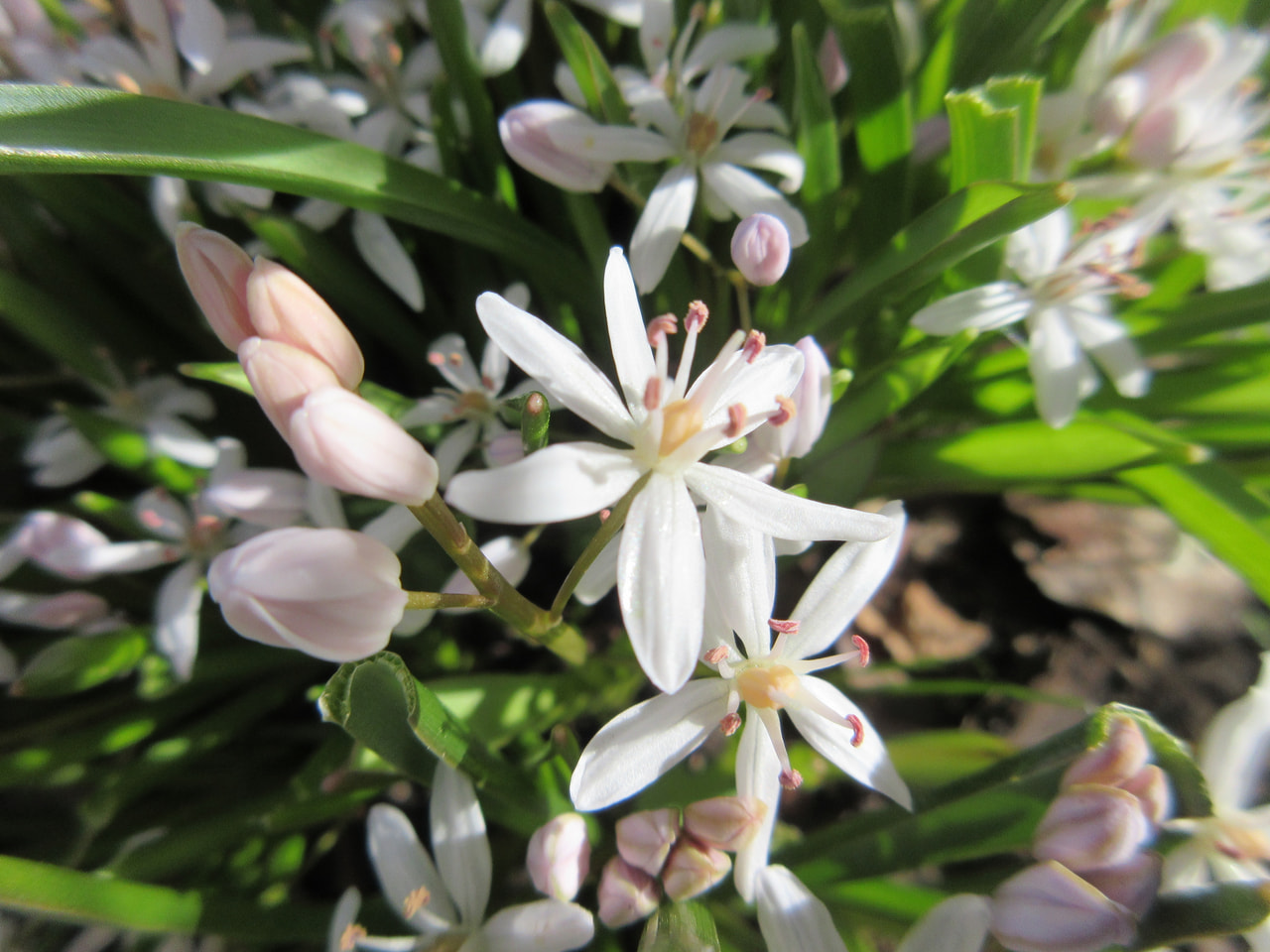 Pikkusinililja Rosea, Loukykvět