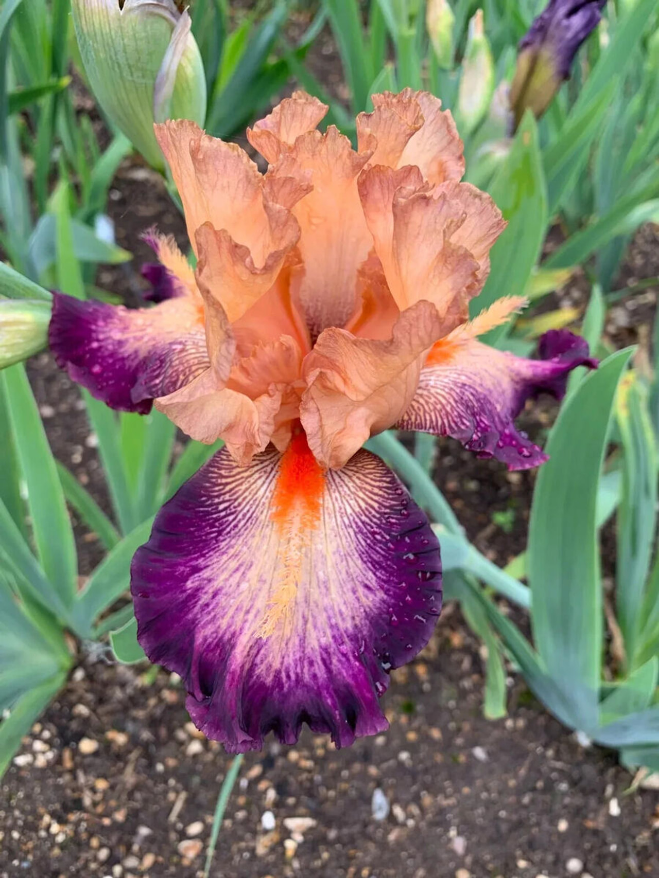 Kurjenmiekka Au Sommet, Loukykvět