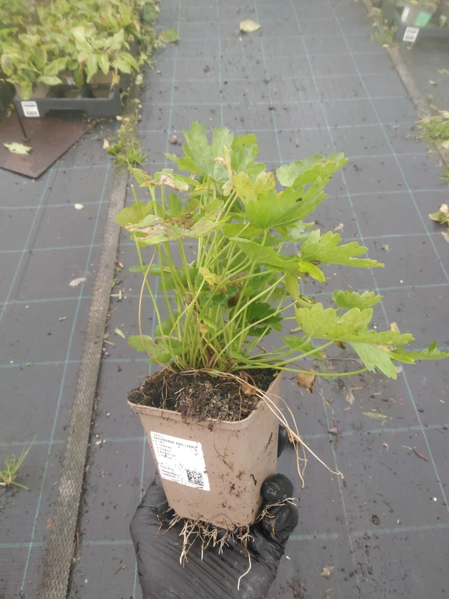 Sidalcea Brilliant - 23. 10. 2025