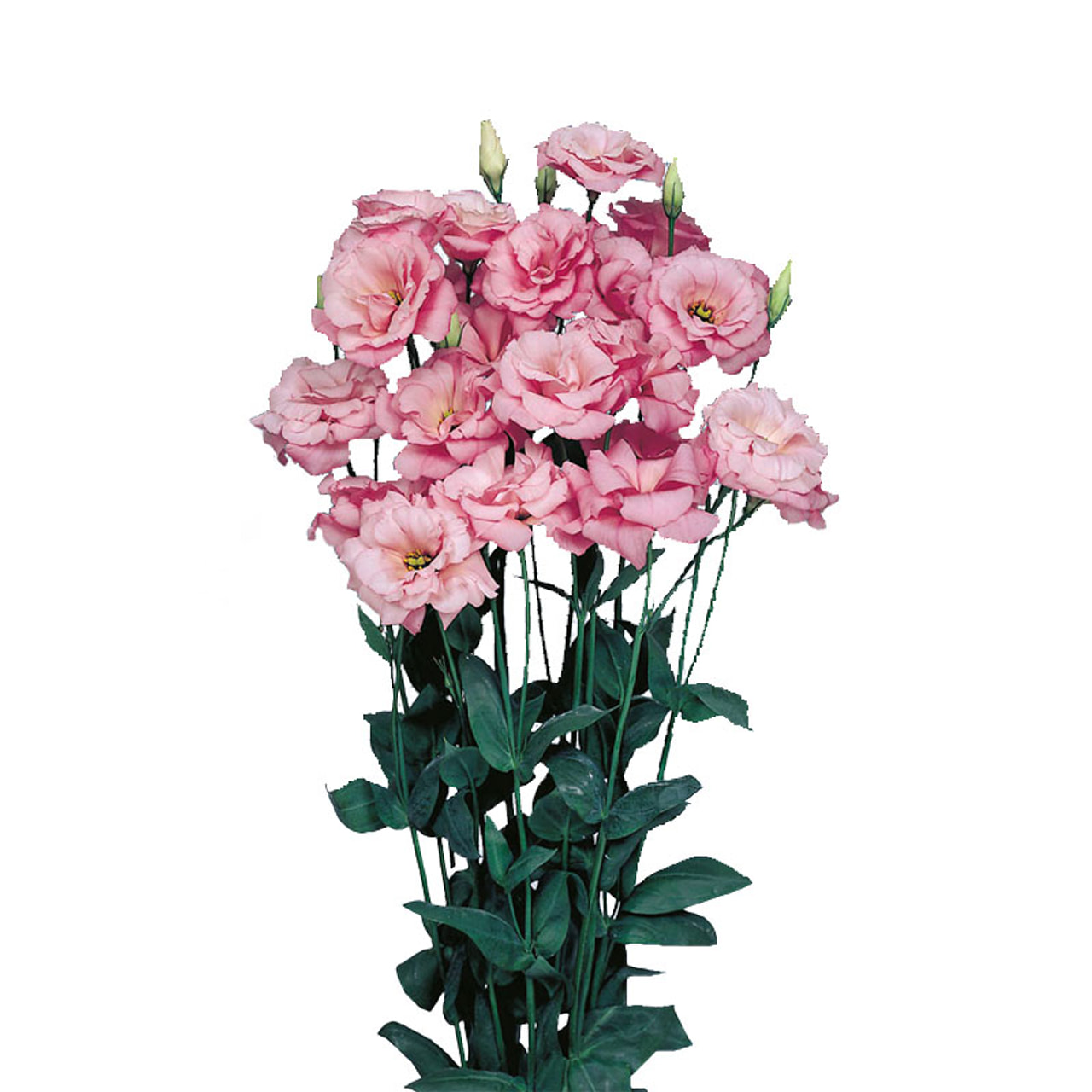 Lisianthus Echo 1 Pink, Loukykvět