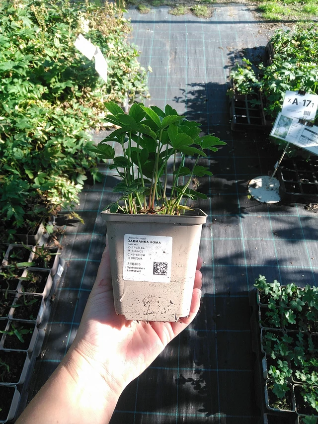 Tähtiputki Roma - 19. 8. 2025