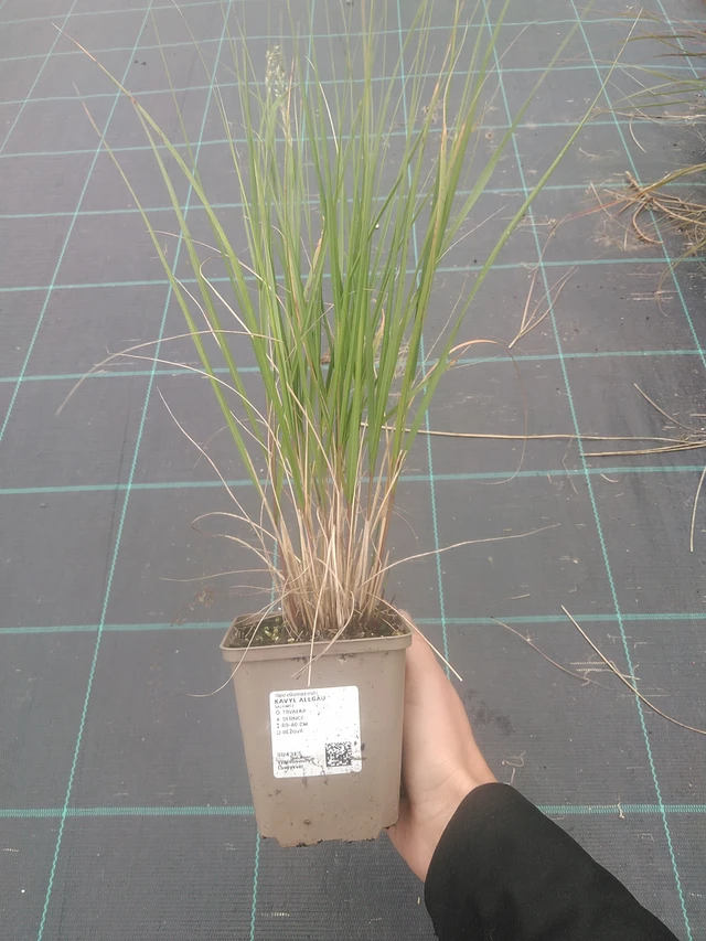 Fjergræs Allgäu - 10. 10. 2025