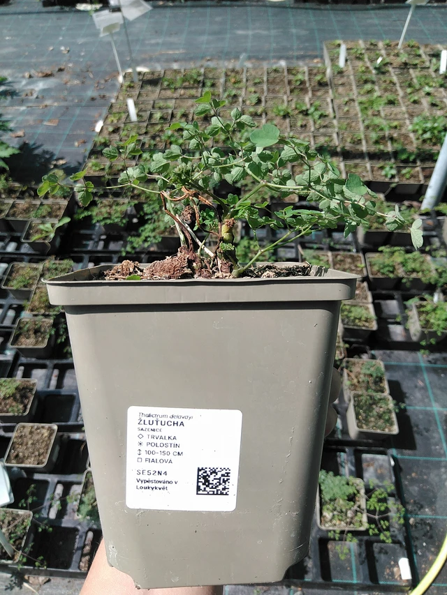 Ängelmä - 13. 5. 2025