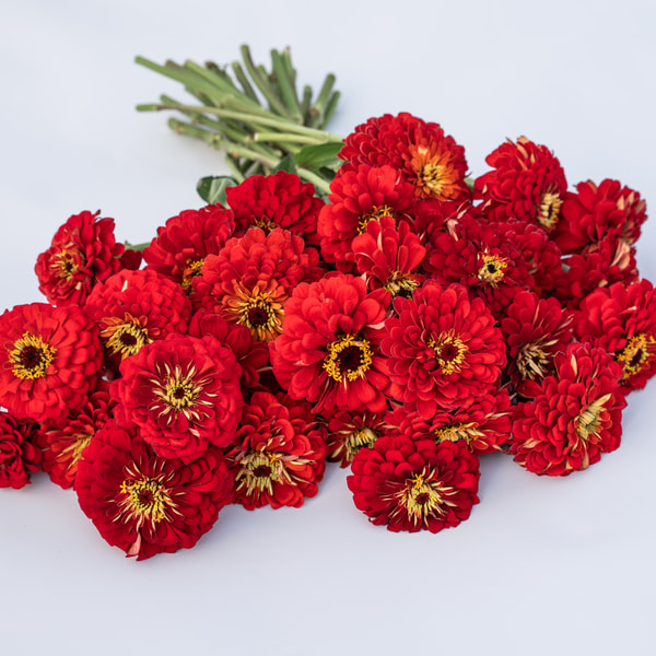 Cínia Benary’s Giant Scarlet, Loukykvět