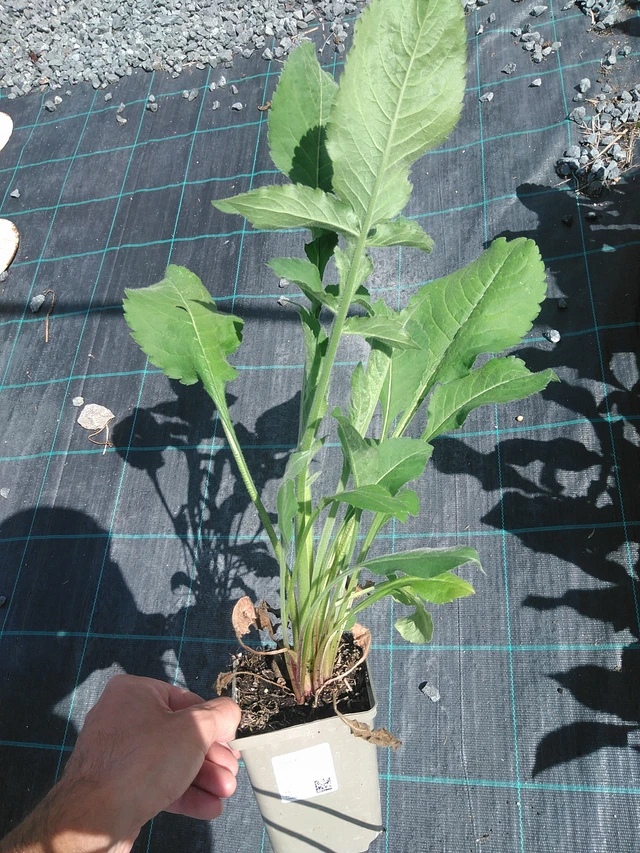 Kirahvinkukka - 24. 6. 2025