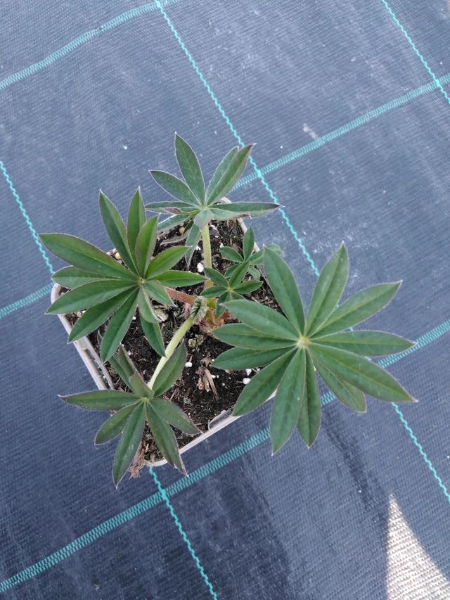 Lupiini Band of Nobles Schloßfrau - 3. 4. 2025