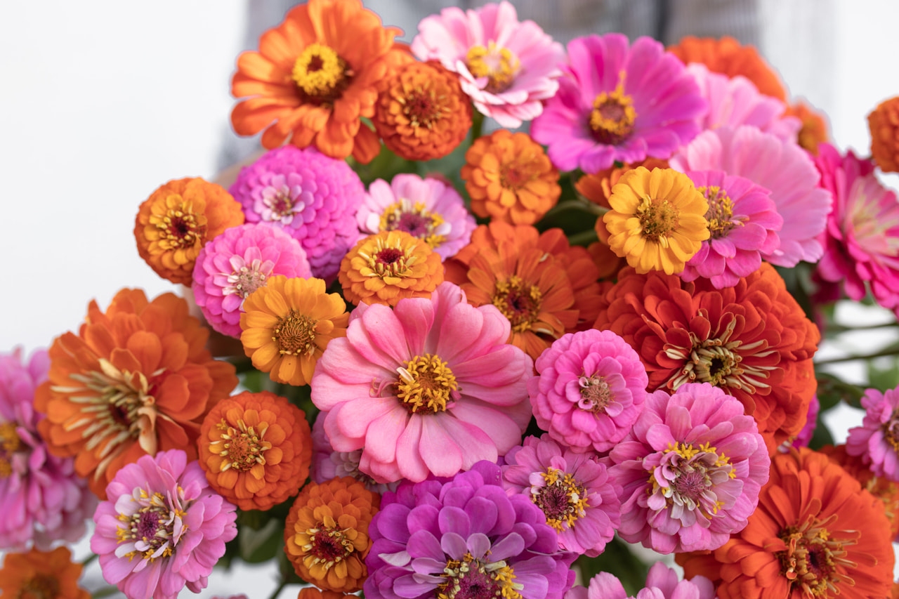 Zinnia Hubba Bubba Mix, Loukykvět