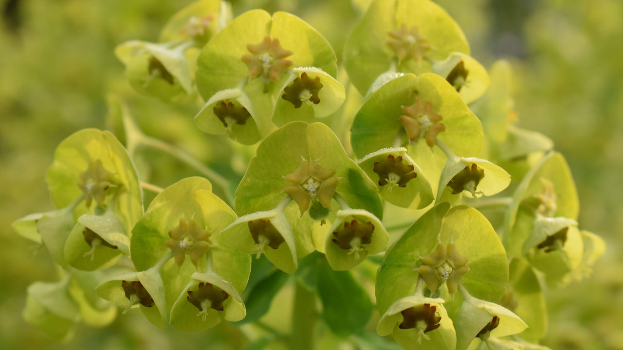 Euphorbia Wulfenii, Loukykvět