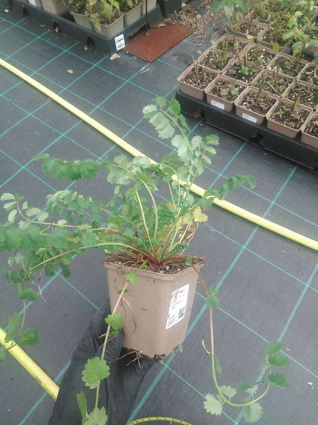 Pikkuluppio - 10. 9. 2025