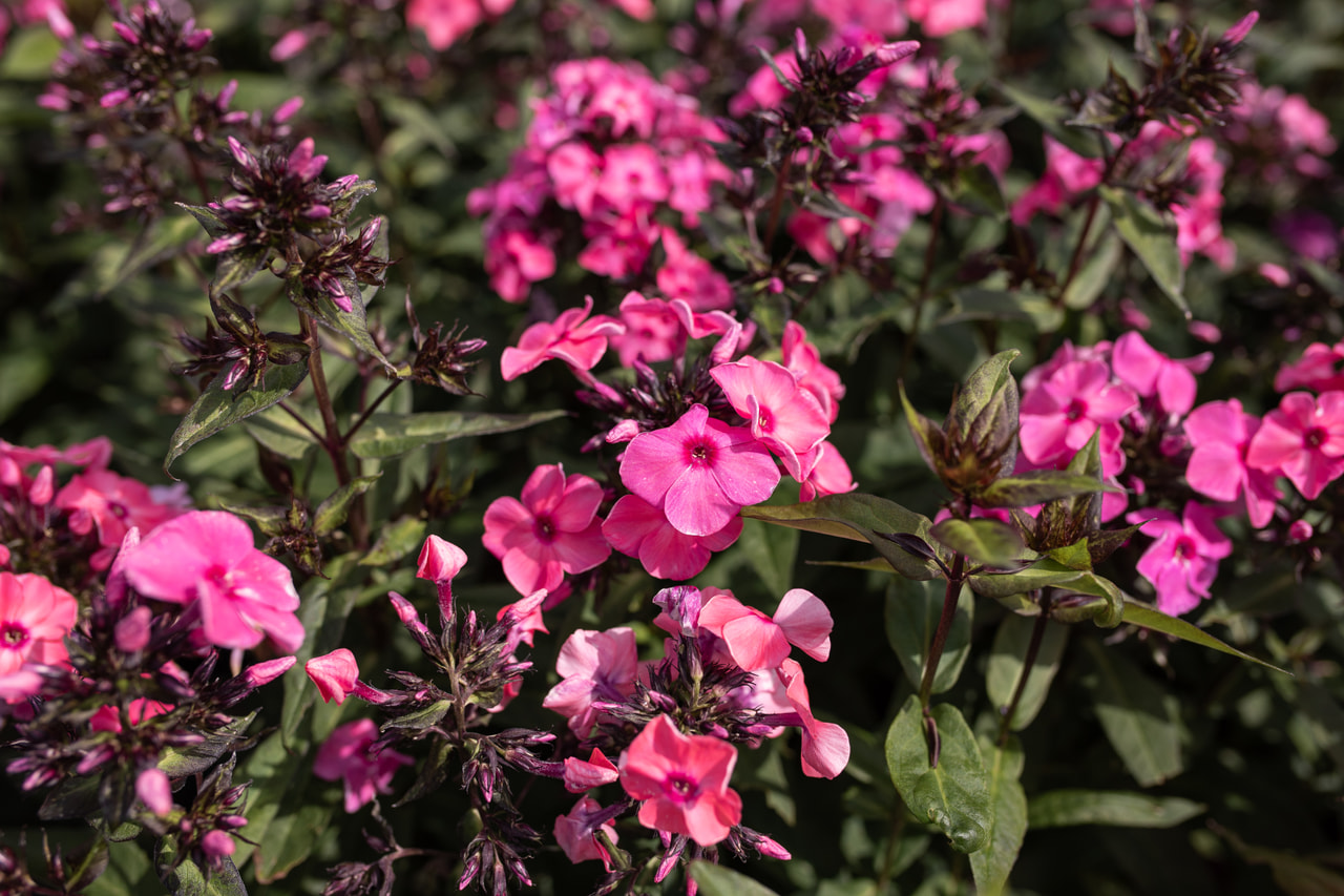 Syysleimu Sweet Summer Dream, Loukykvět