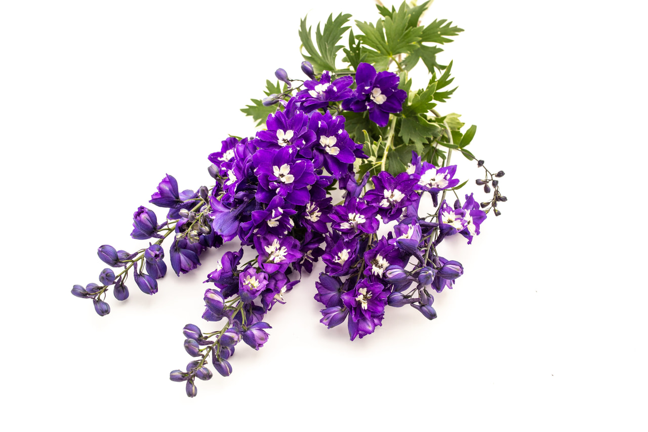 Espuela de caballero Benary’s Pacific King Arthur, Loukykvět