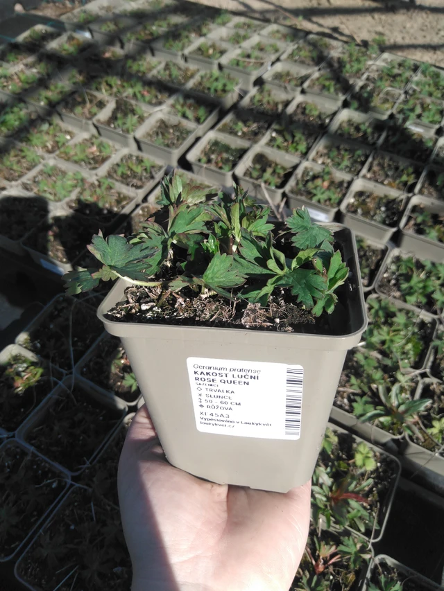 Kyläkurjenpolvi Rose Queen - 3. 4. 2025