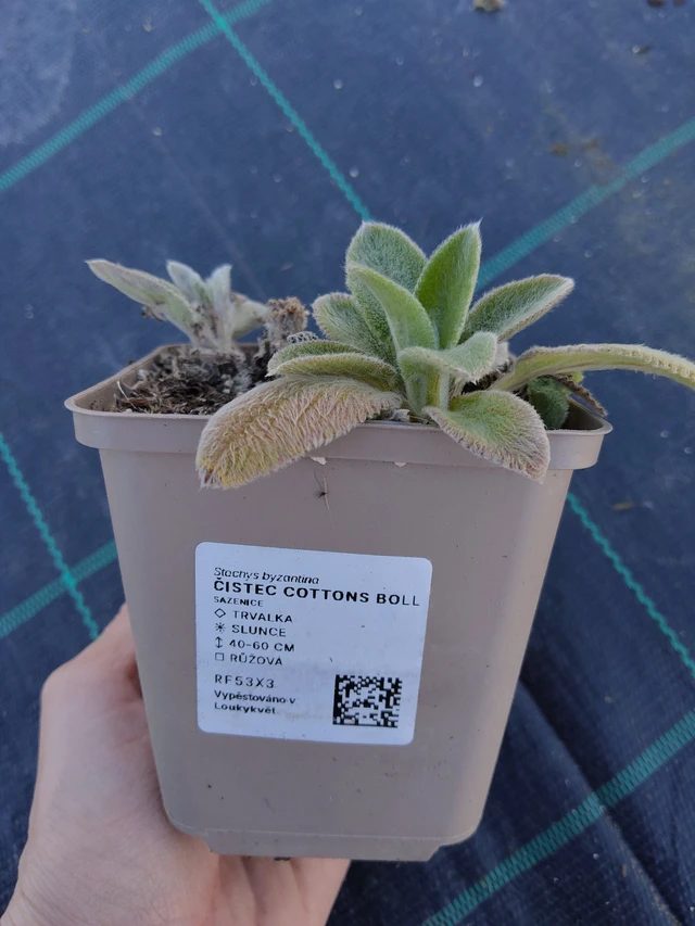 Nukkapähkämö Cottons Boll - 27. 3. 2026