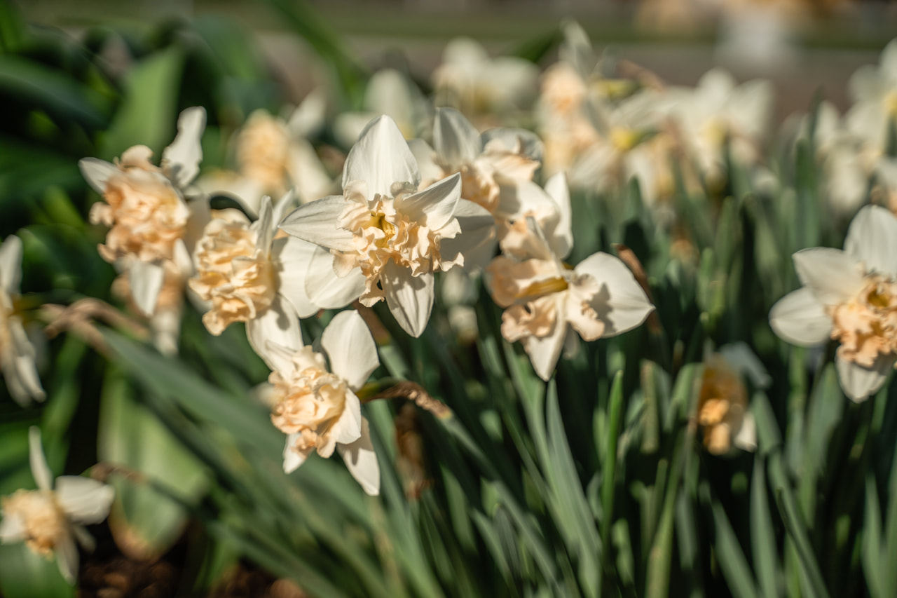 Narsissi Palmares, Loukykvět