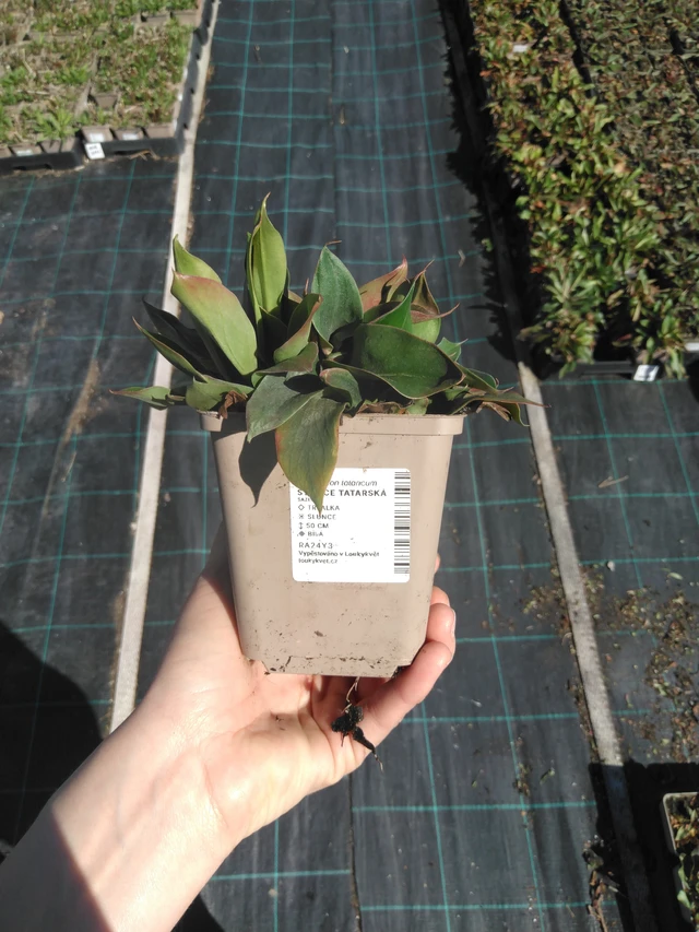 Limonium tataricum - 3. 4. 2025