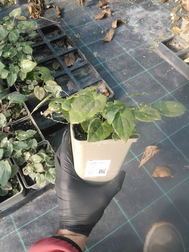 Epimedium Valor - 13. 10. 2025