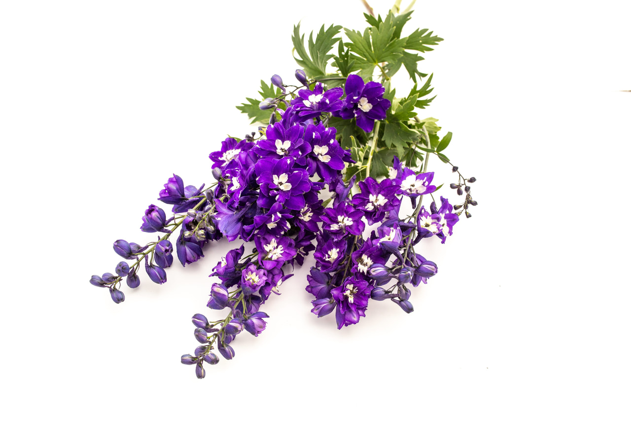 Espuela de caballero Benary’s Pacific King Arthur, Loukykvět