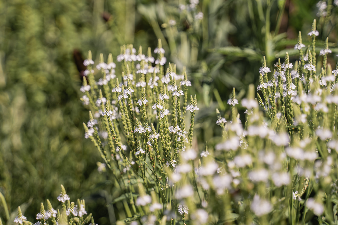 Verbena hastata White Spires, Loukykvět
