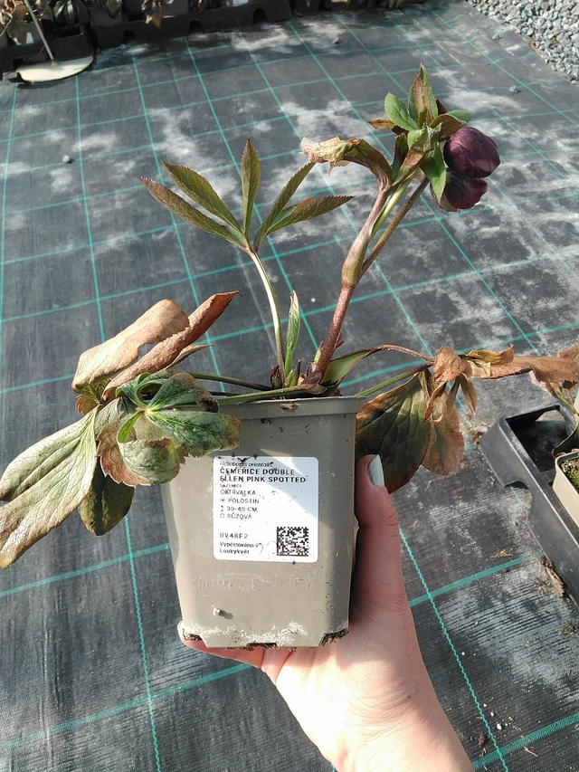 Jouluruusu Double Ellen Pink Spotted - 7. 4. 2026