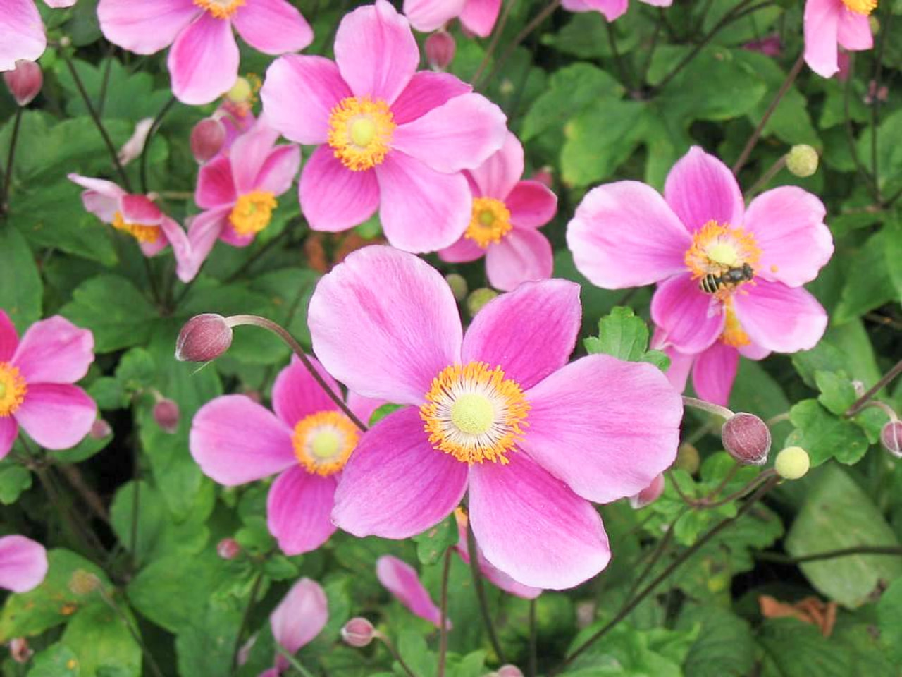 Syysvuokko Praecox, Loukykvět