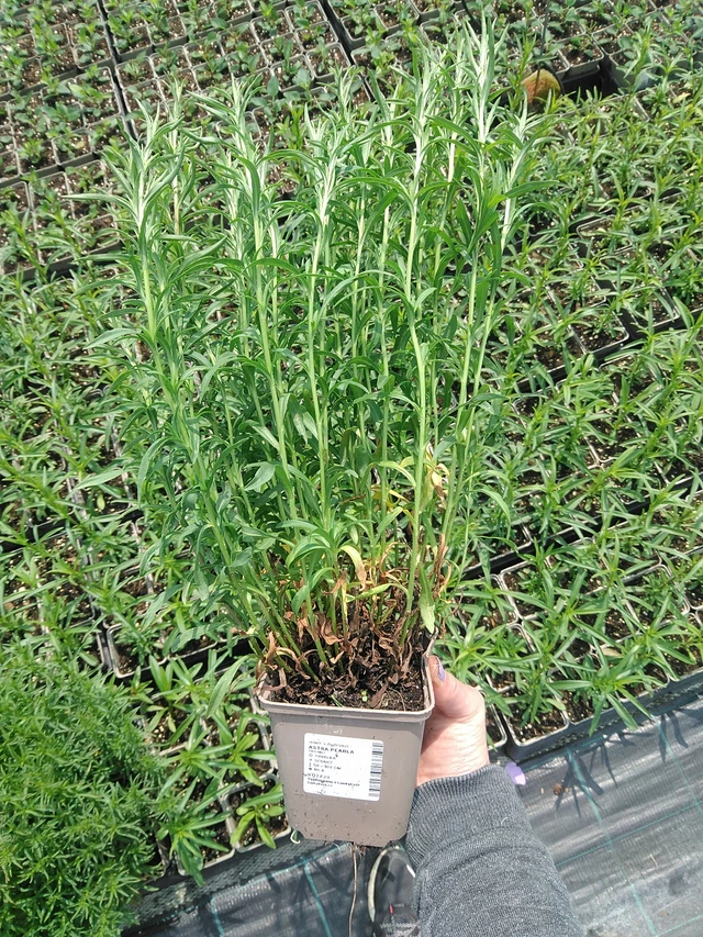 Asteri Pearla - 9. 6. 2025