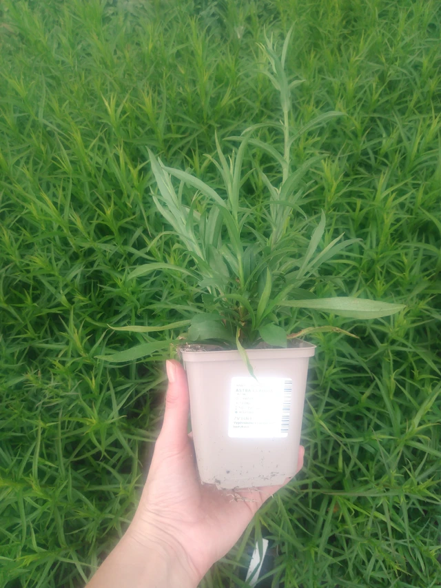 Asteri Claudia - 2024