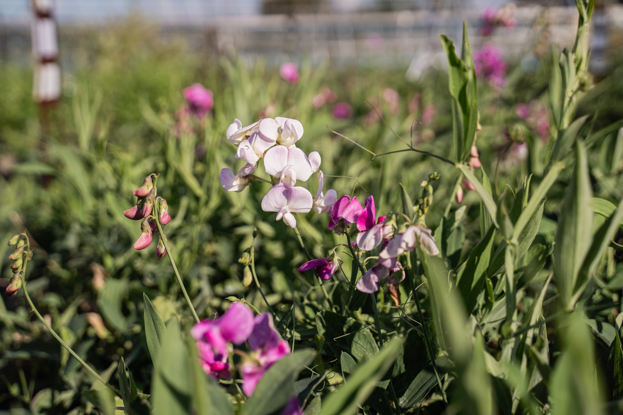 Tuoksuherne Pink Pearl, Loukykvět