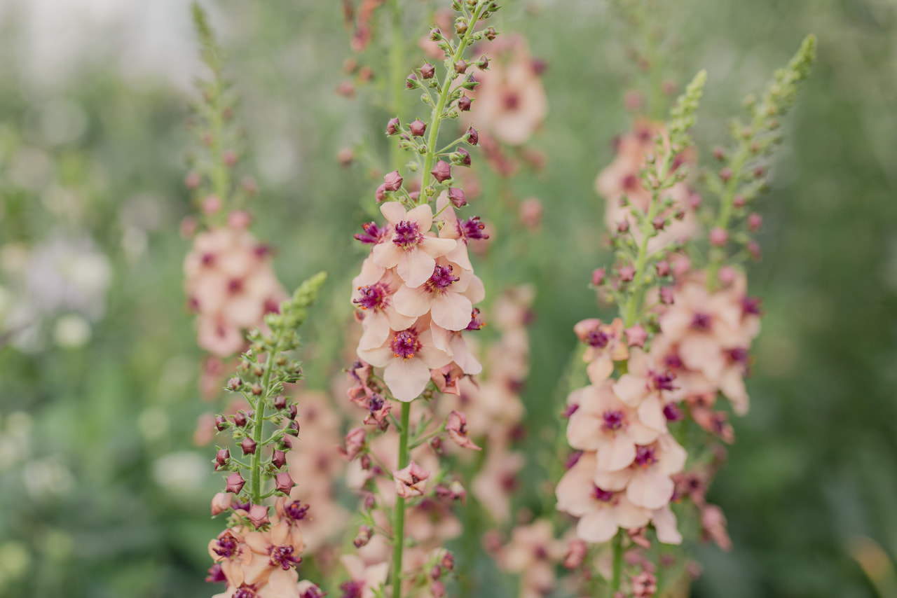 Verbascum Southern Charm, Loukykvět
