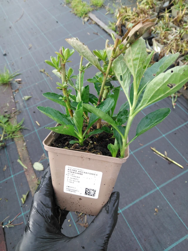 Siperianasteri Starshine - 23. 10. 2025