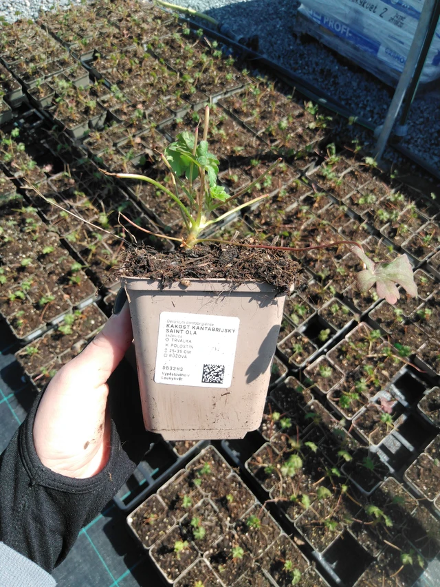 Geranio Saint Ola - 13. 5. 2025