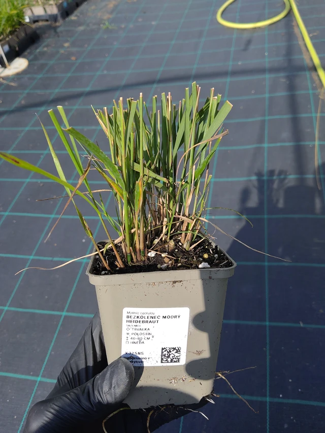 Siniheinä Heidebraut - 11. 9. 2025