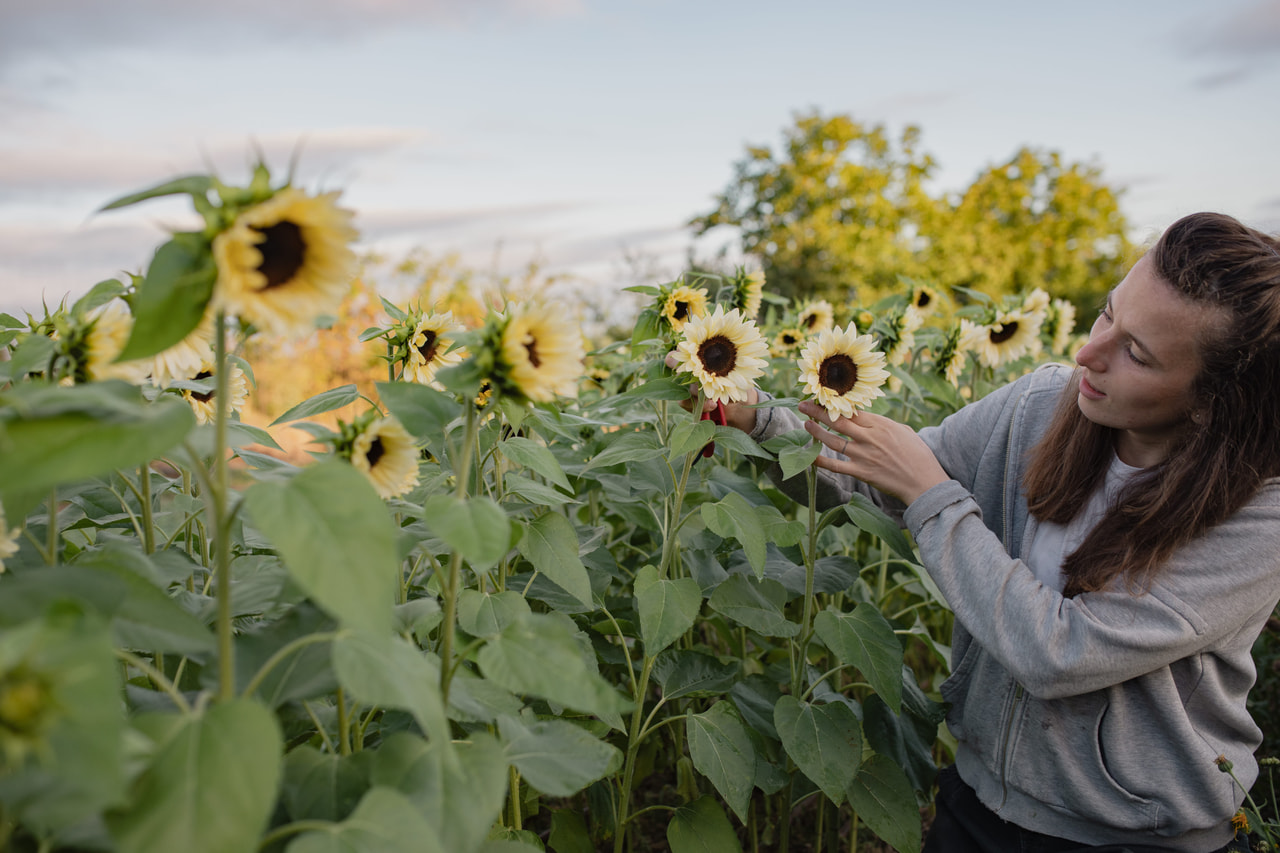 Zonnebloem ProCut White Nite, Loukykvět