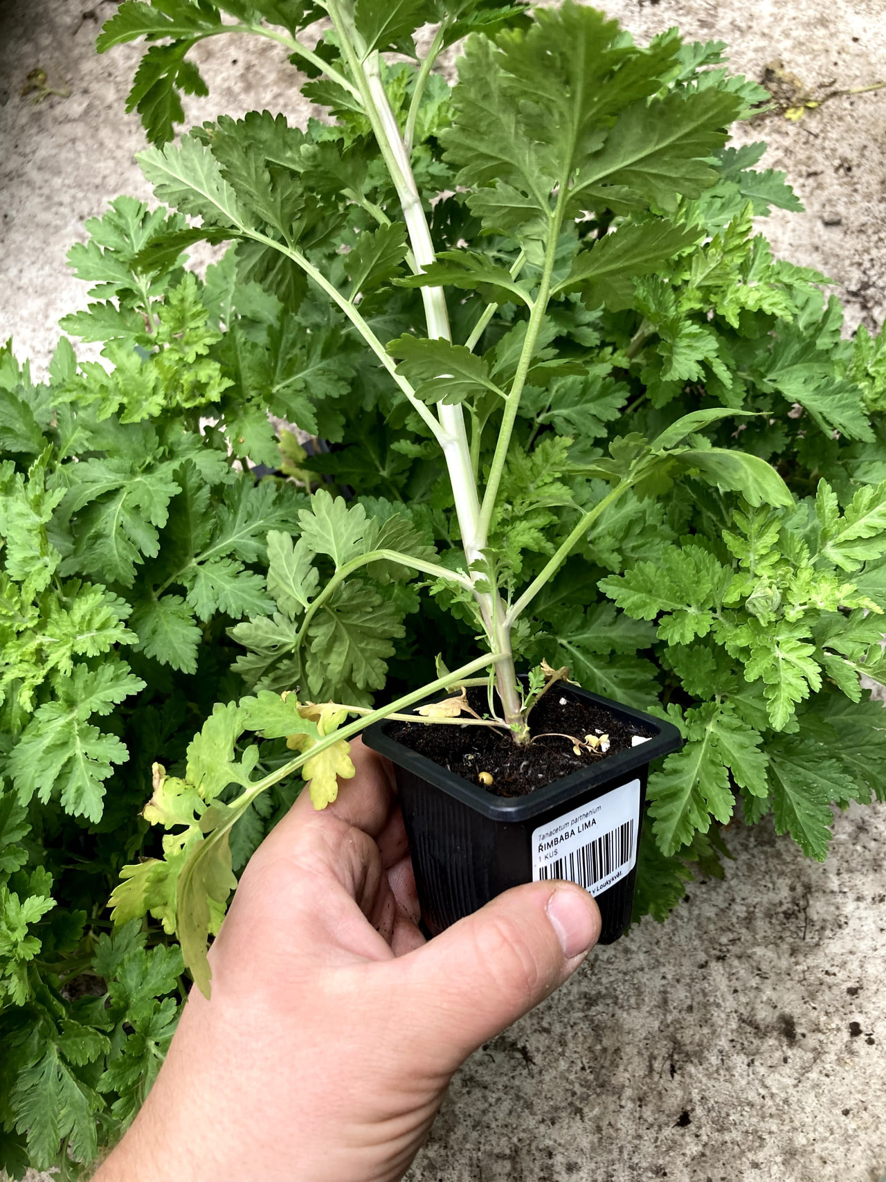 Reunuspietaryrtti Lima, Loukykvět