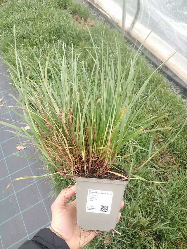 Tähkähelmikkä Silky - 20. 4. 2026