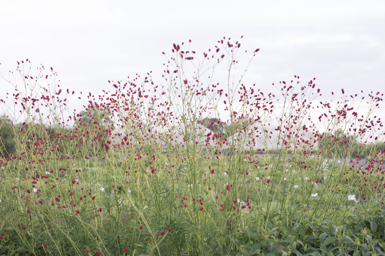 Luppio Arnhem, Loukykvět