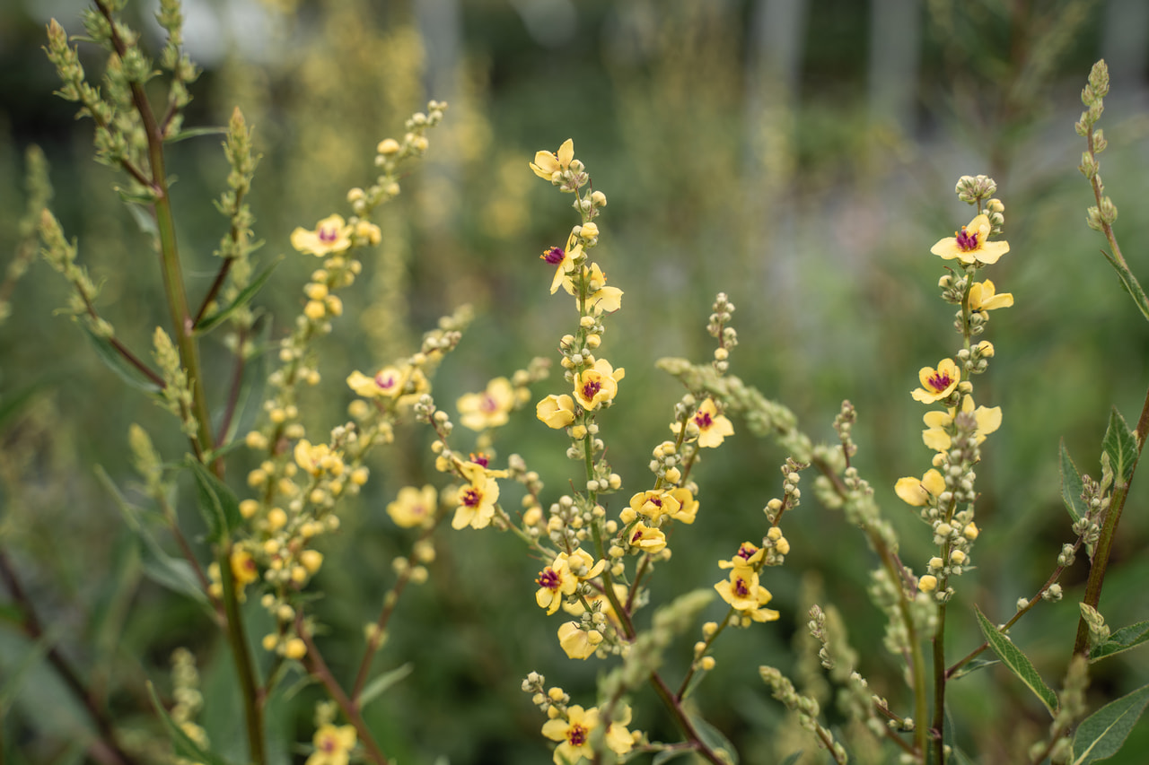 Gordolobo Sixteen Candles, Loukykvět