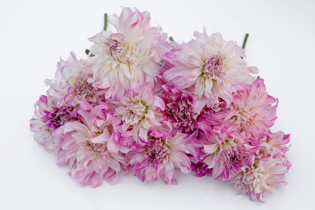 Dalia Pink Petticoat, Loukykvět