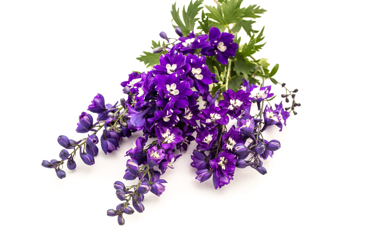 Espuela de caballero Benary’s Pacific King Arthur, Loukykvět