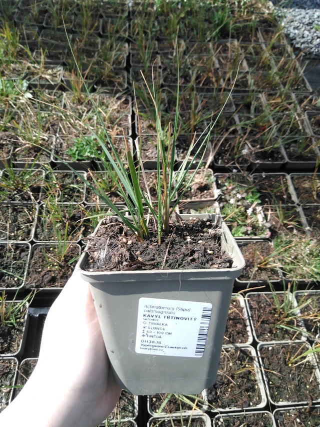 Sølvgræs - 3. 4. 2025