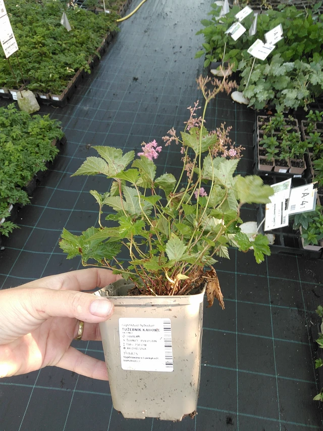 Filipendula Kahome - 19. 8. 2025