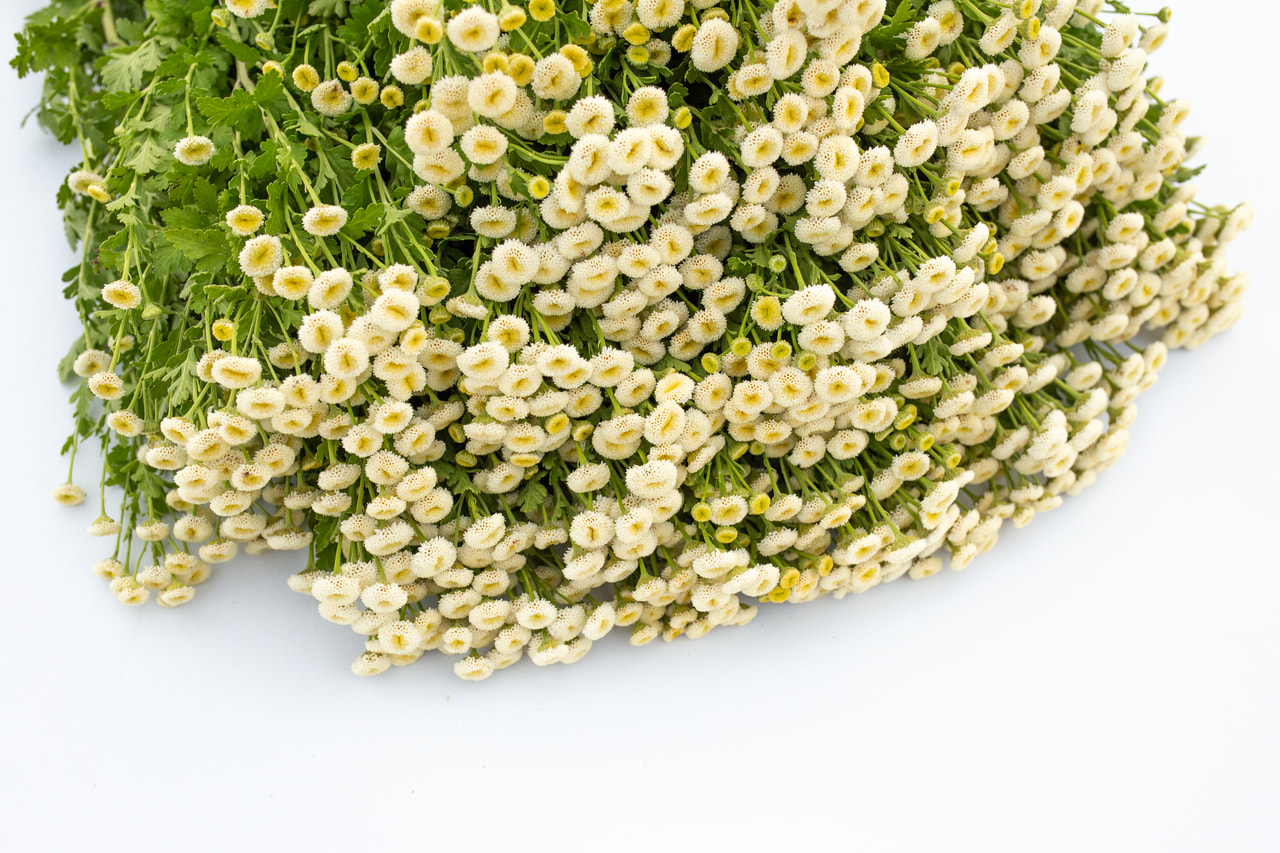 Reunuspietaryrtti Baya, Loukykvět