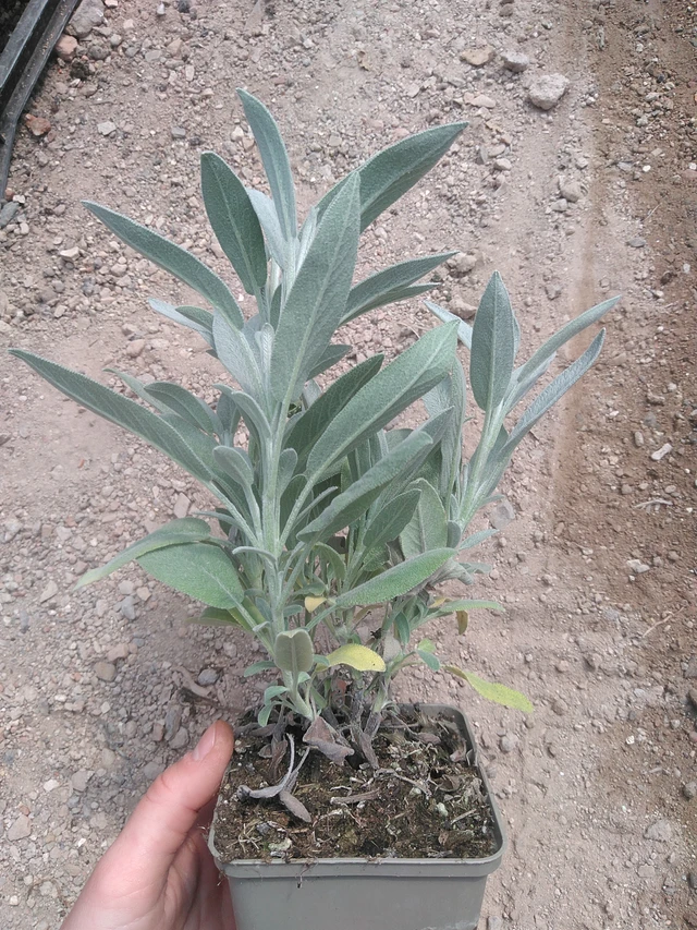 Salvia Nazareth - 17. 7. 2025