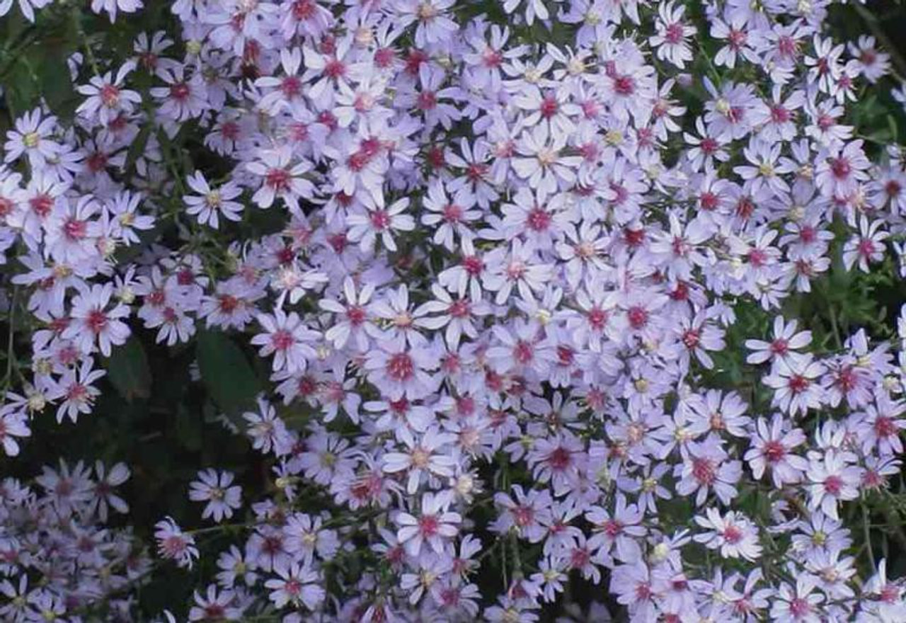 Kiinanasteri Ideal, Loukykvět