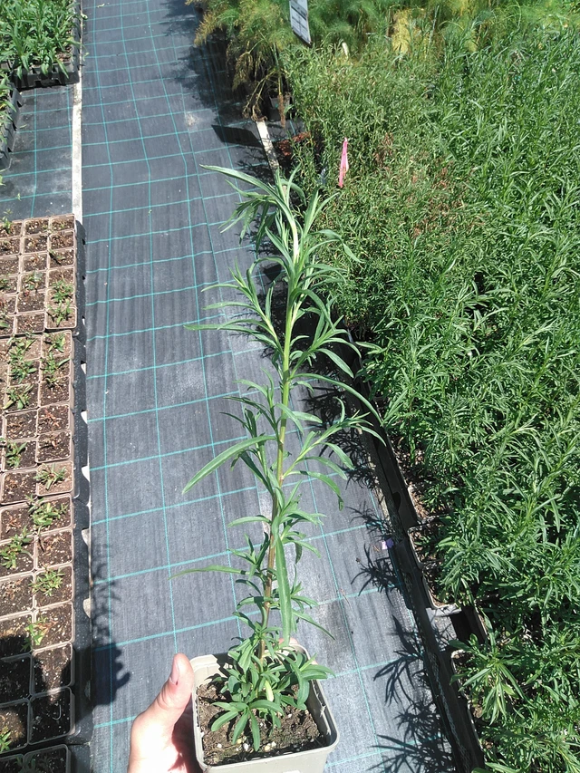 Asteri Pearla - 24. 6. 2025