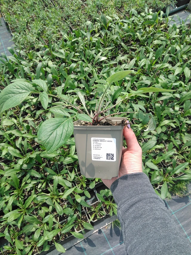 Ruiskaunokki Bright Rose - 9. 6. 2025