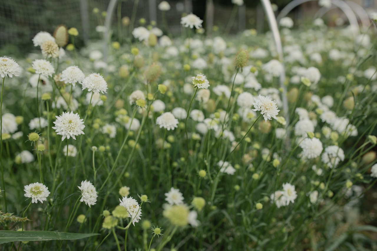 Escabiosa QIS White, Loukykvět